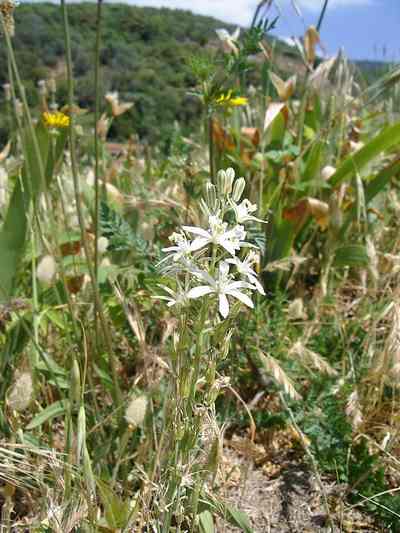  Image name: latte di gallina 2.jpg 
 width: 400 pixel 
 height: 533 pixel 
 Size: 30242 bytes 
 Click to enlarge 